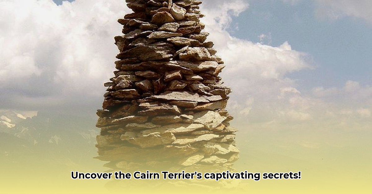 cairn-terrier-karakter